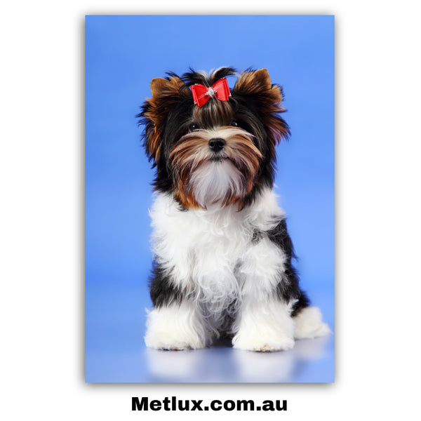 Beauty Puppy Chic Metal Print